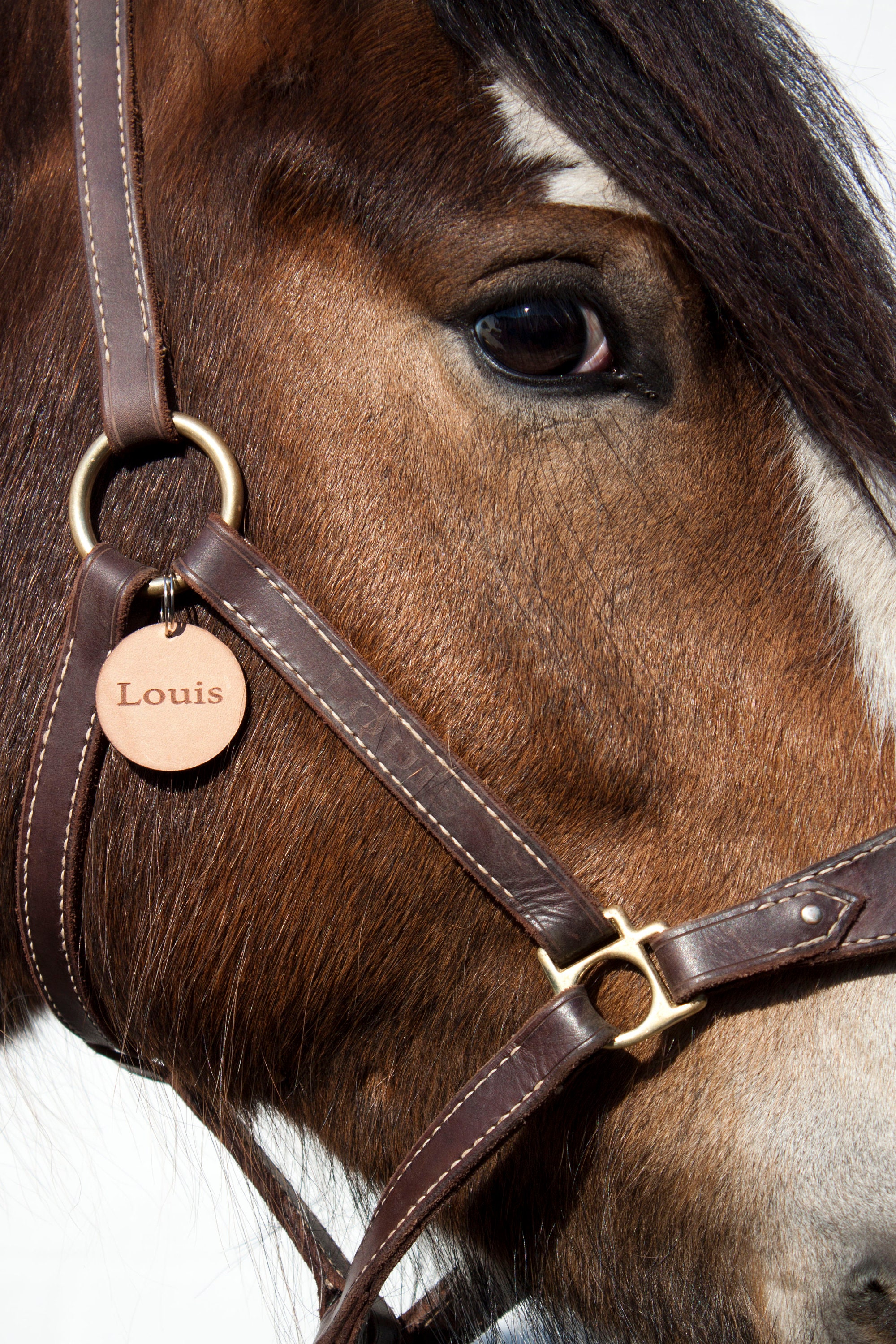 Name Tag for Horse Tack Lead Rope Halter Bridle Saddle -  Sweden