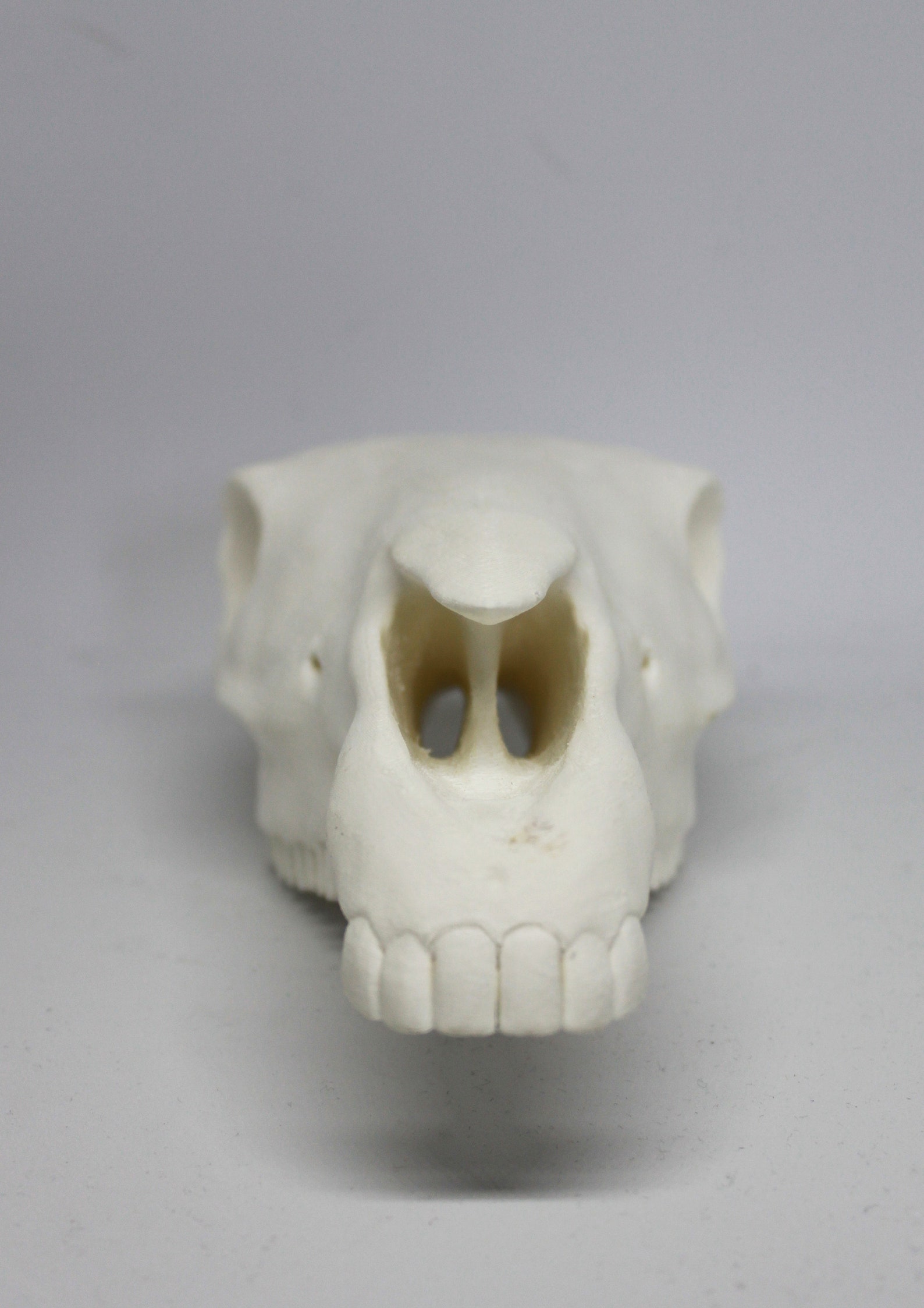 3D Printed Horse Skull - Etsy