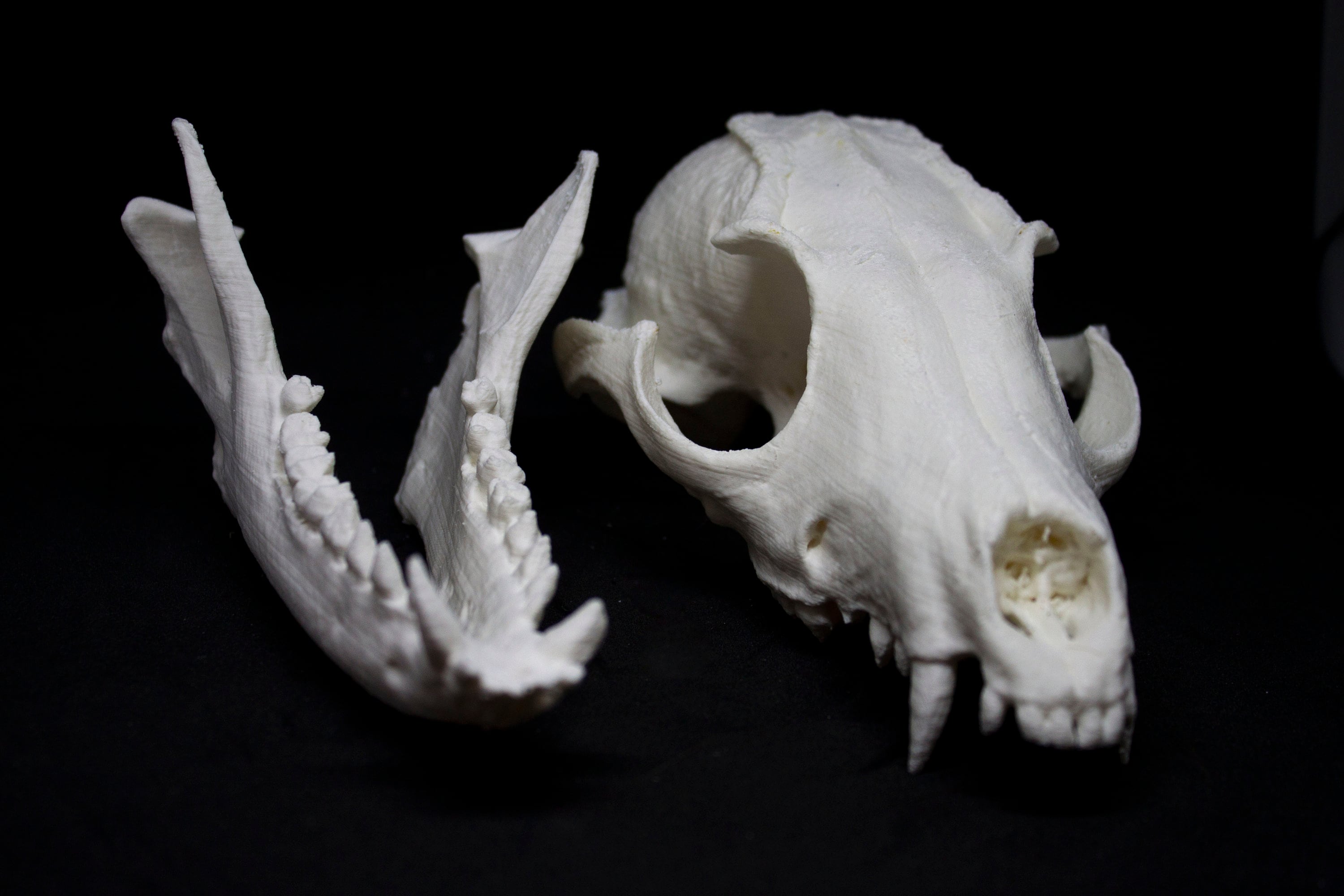 リアルなキツネの頭蓋骨を 3D プリント (リアルなキツネの頭蓋骨と下