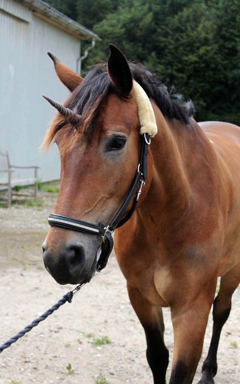 Dark brown Unicorn horn With detachable base