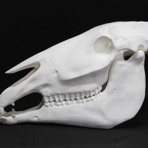 3D printed horse skull