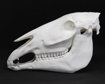 3D printed horse skull