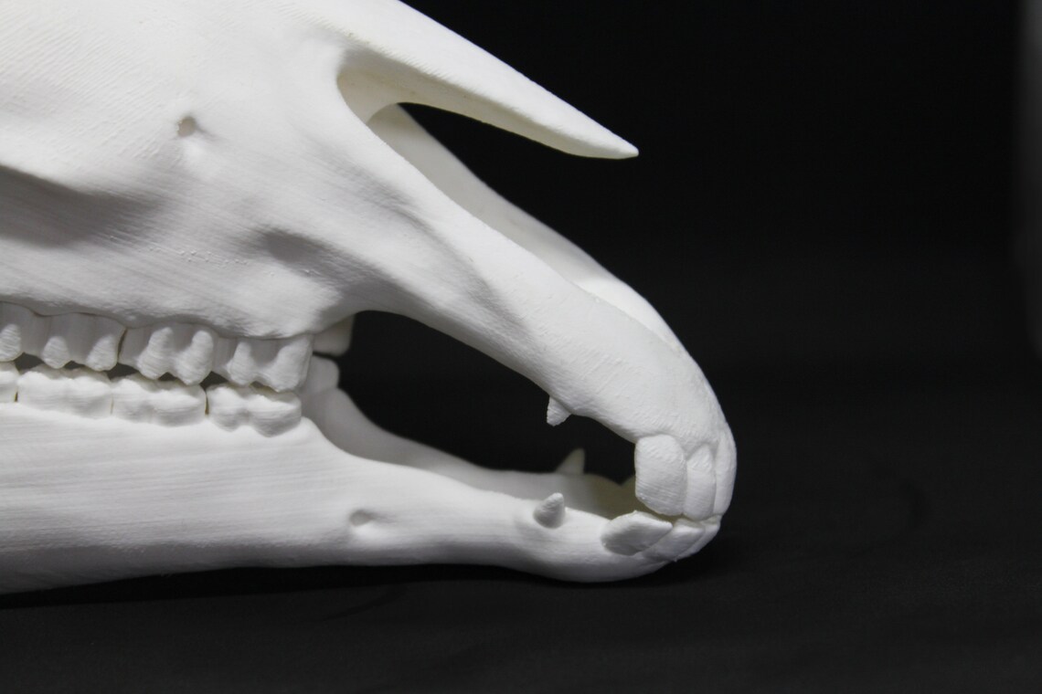 3D Printed Horse Skull - Etsy