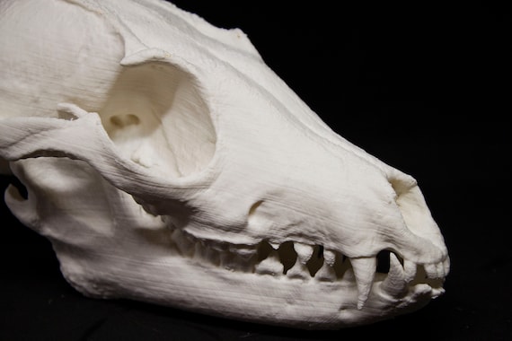 動物　頭骨 標本 61duFXo8UDL._AC_UF350,