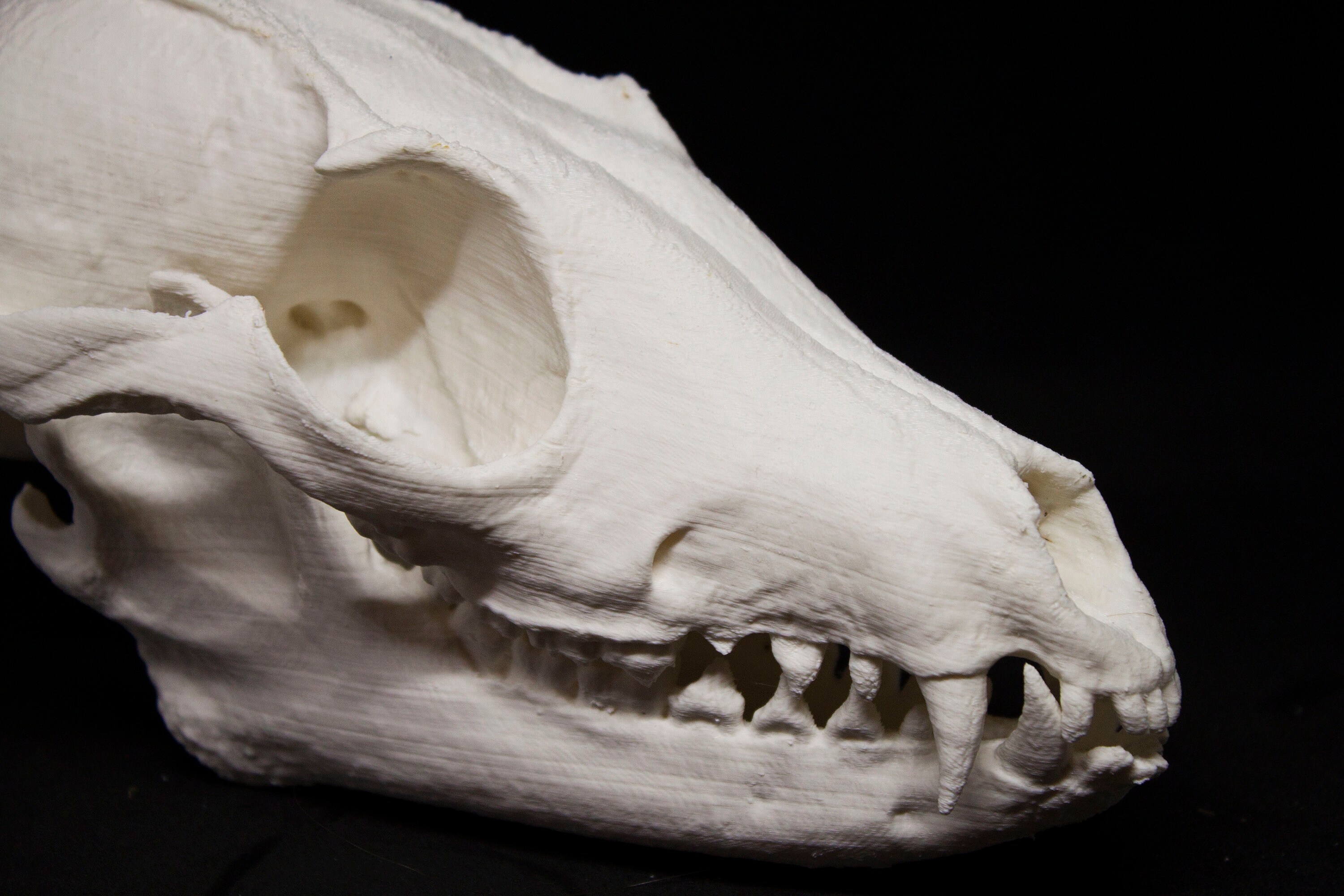 リアルなキツネの頭蓋骨を 3D プリント (リアルなキツネの頭蓋骨と下