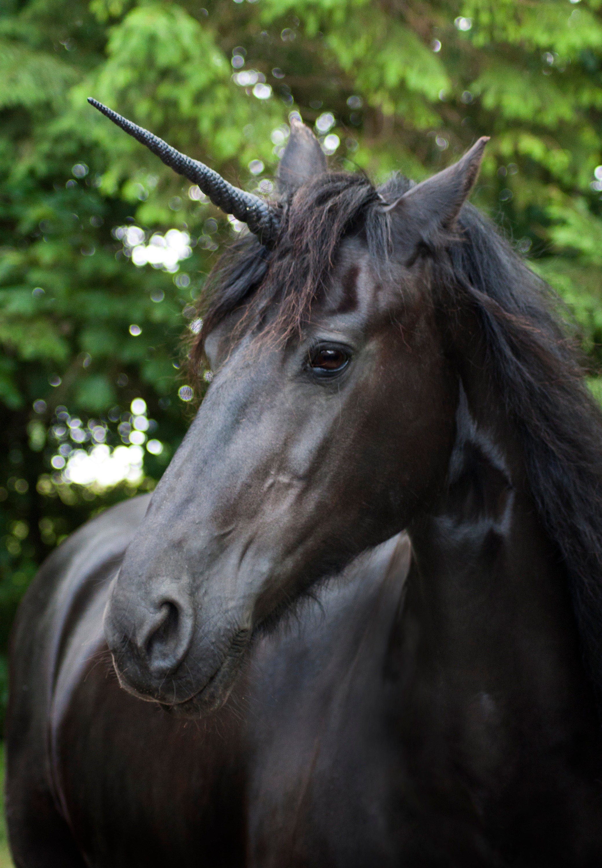 Horse Unicorn Horn 