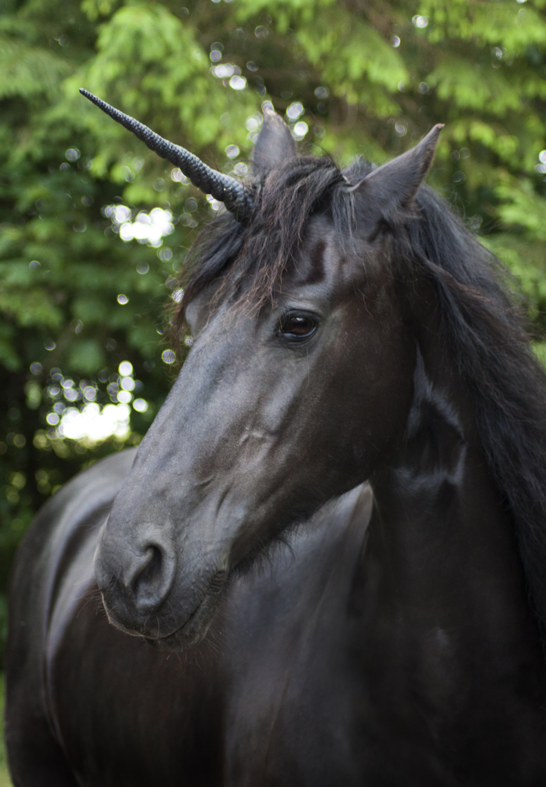 Black Unicorn Horn With Detachable Base - Etsy
