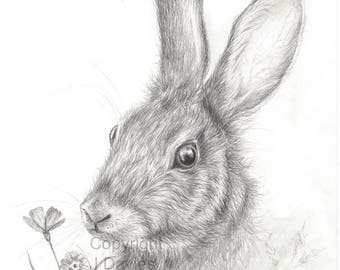rabbit drawing etsy