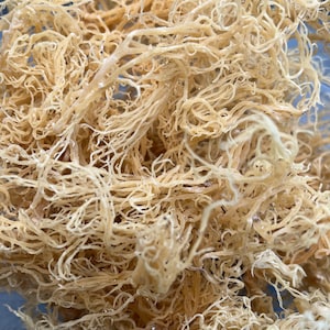 Saint Lucia Gold Sea Moss Wildcrafted Raw Organic Alkaline 100% Natural Vegan Raw 2 oz -16 oz and Bulk Purple and Green Sold Here Too