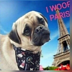 I WOOF PARIS reversible tie around bandana with straps or over the collar without straps
