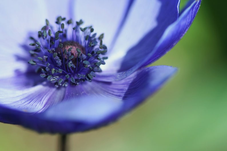 Purple peony A6 Greetings Card