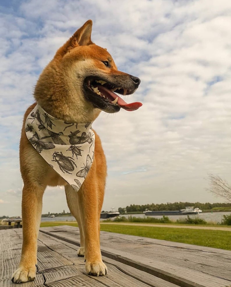 Come fly with me Insect bandana for dogs by Upperdogs.