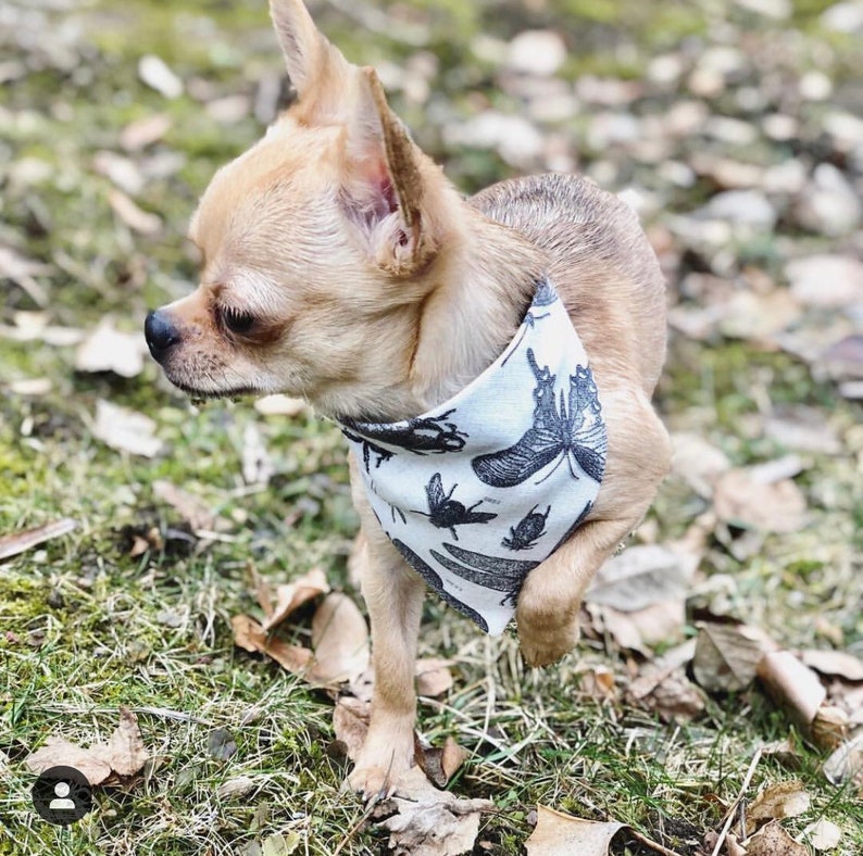 Come fly with me Insect bandana for dogs by Upperdogs.