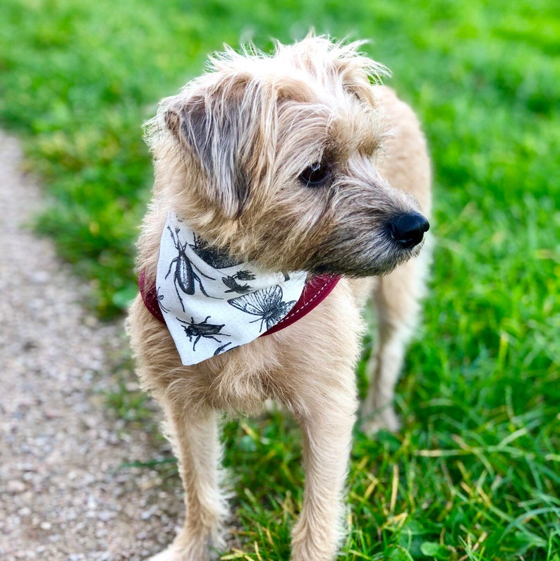 Come fly with me Insect bandana for dogs by Upperdogs.