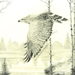 Limited Edition Fine Print of an original drawing of a Hawk