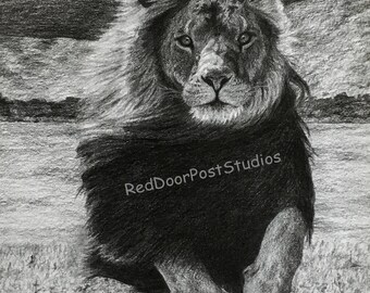 Limited Edition Fine Print of Lion Running 11 x 17