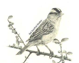 Fine Print of an original drawing of a sparrow.