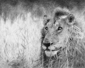 Limited Edition Fine Print of Lion Lying in Grass.  11 x 14