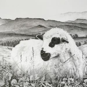 Limited Edition Fine Print of an original drawing of a lamb