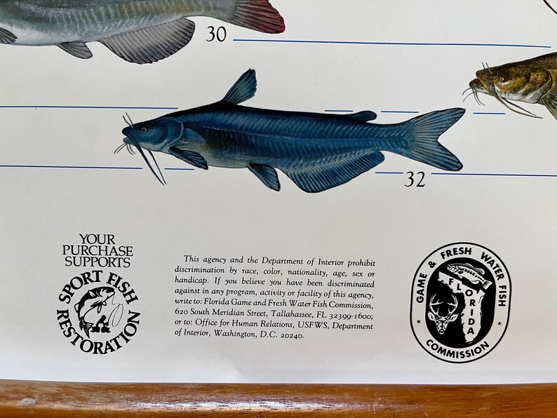 1980s Florida Freshwater Fish Poster by Duane Raver Jr Never Folded - Etsy