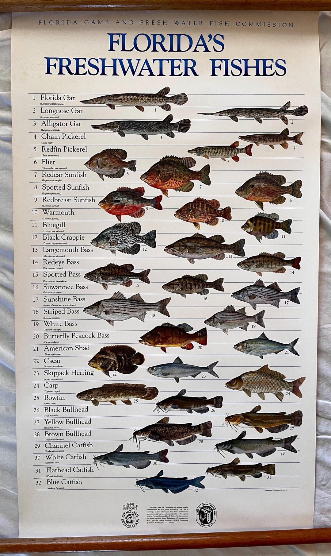 1980s Florida Freshwater Fish Poster by Duane Raver Jr Never Folded - Etsy