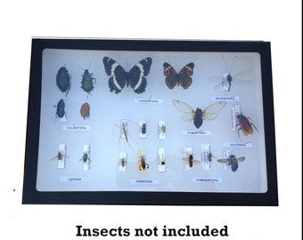 insect Display Case (12 x 8 x 3)