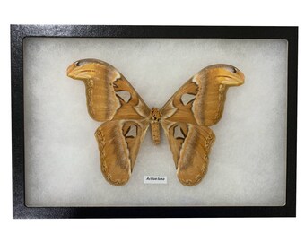 Real Atlantis Giant Silkworm Moth Riker Display