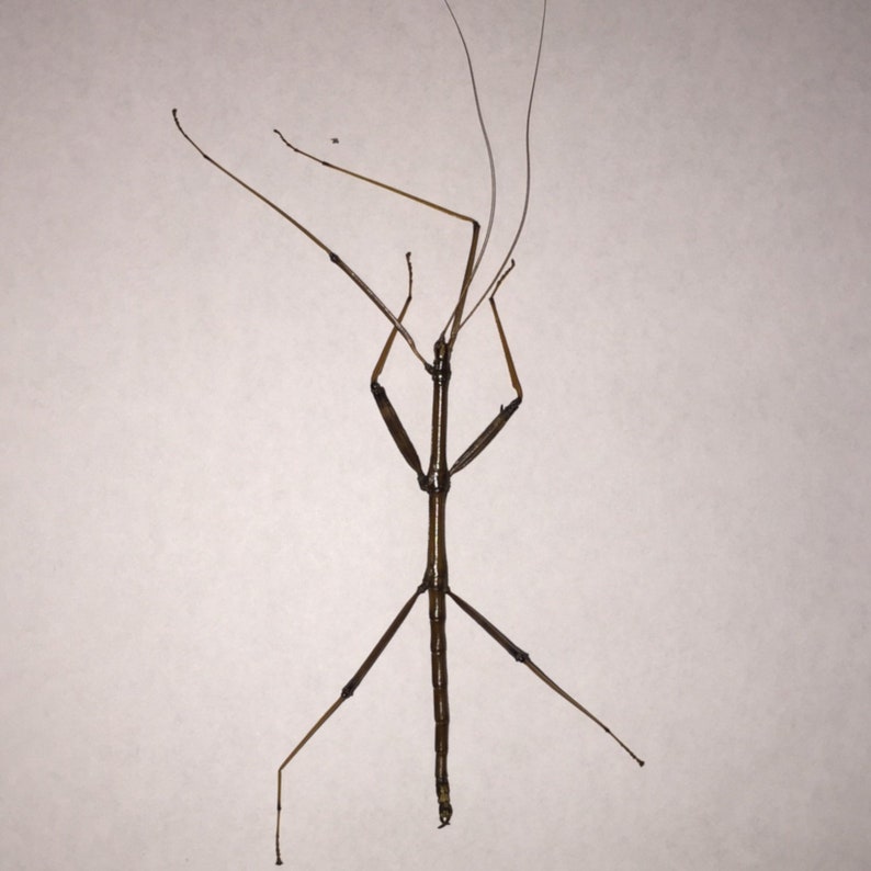 Walkingstick dead specimen caught local USA