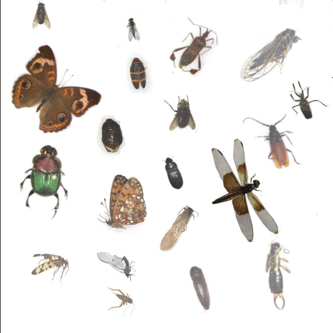 20 Insect Collection Kit School Project Etsy