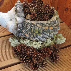 24pcs -   Dried Natural Pine Cones  for DIY Crafts, Wedding Decor, Flower Projects, Christmas Decorations.