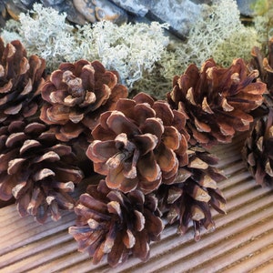 24 piezas - Piñas naturales secas para manualidades, decoración de bodas, proyectos florales, decoraciones navideñas.