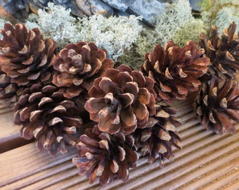 24pcs -   Dried Natural Pine Cones  for DIY Crafts, Wedding Decor, Flower Projects, Christmas Decorations.