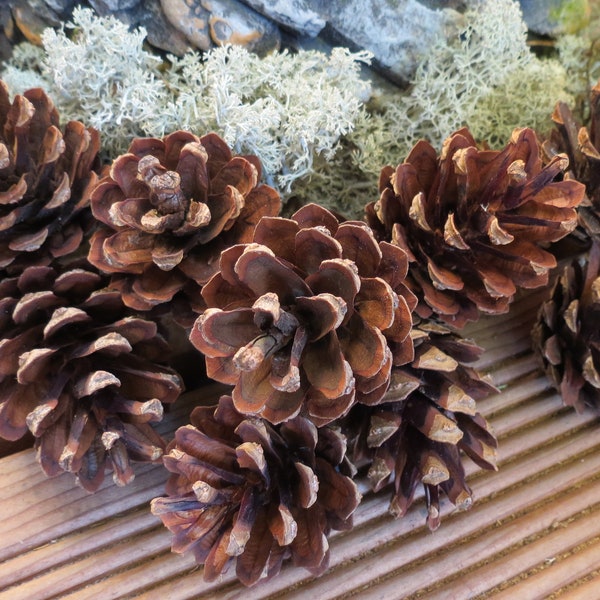 24pcs -   Dried Natural Pine Cones  for DIY Crafts, Wedding Decor, Flower Projects, Christmas Decorations.