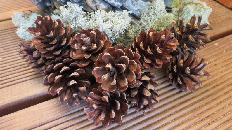 24pcs Pommes de pin naturelles séchées pour lartisanat de bricolage, la décoration de mariage, les projets de fleurs, les décorations de Noël. image 1