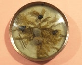 18th Century Habitat button.