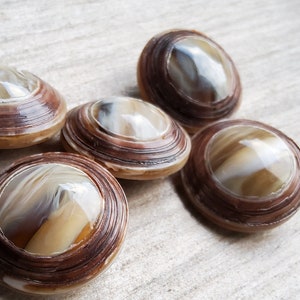 May include: Five round, brown and white buttons with a marbled pattern. The buttons have a layered, concentric design.