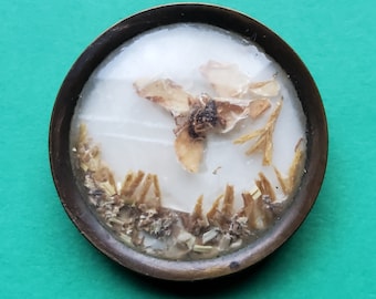 18th Century seaweed Habitat button.