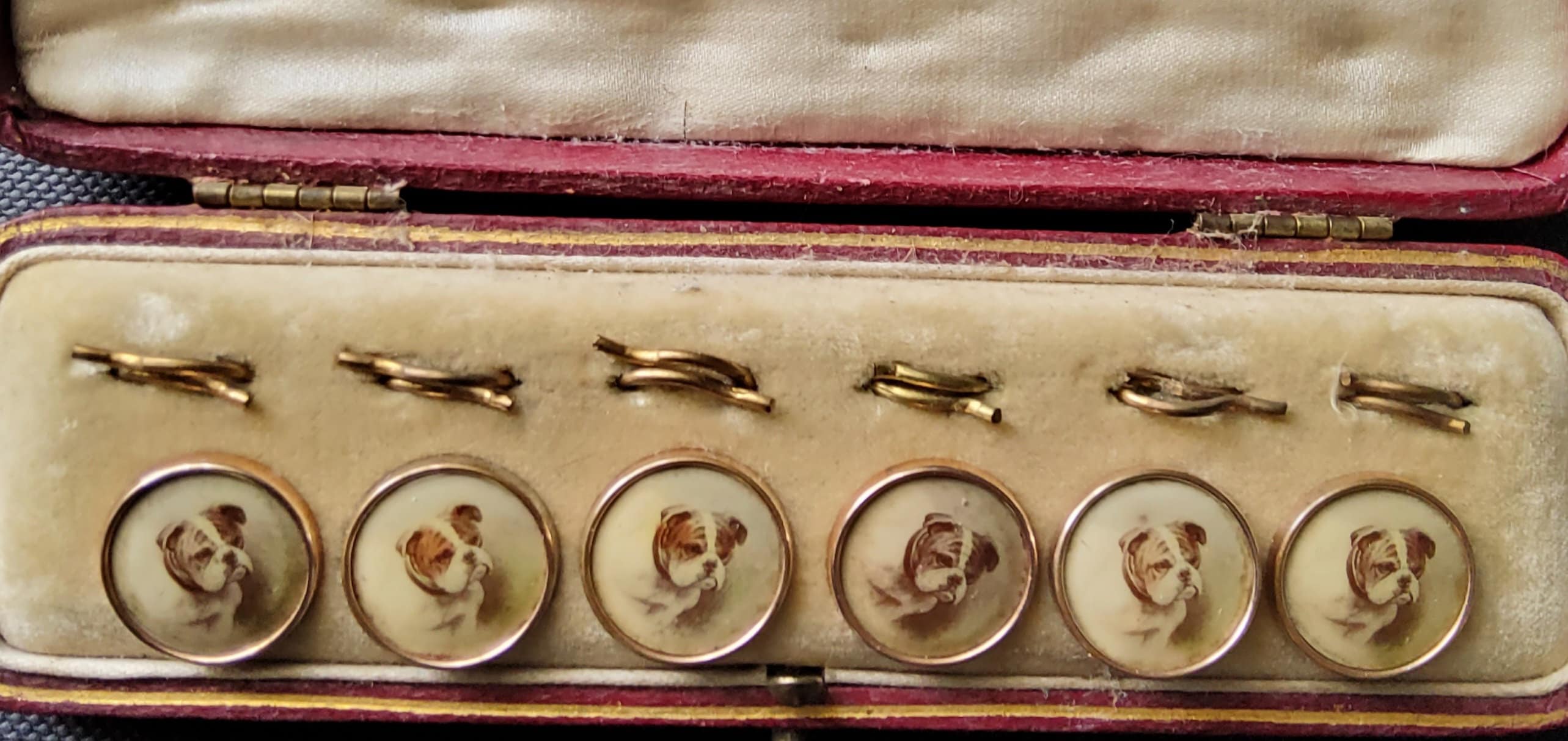 Vintage 1900's boxed set of six bulldog waistcoat buttons.
