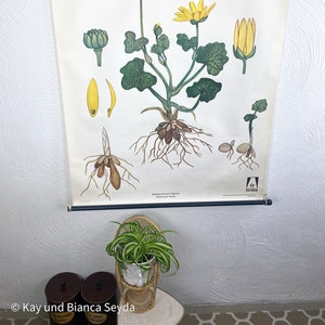 Vintage Schulwandkarte, Illustration, Rollkarte, Schulposter, Lehrtafel, Lehrposter, botanisch, Blume, Botanik, Feigwurz