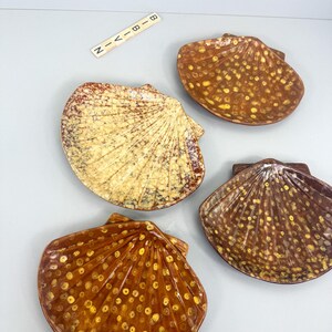 Könnte beinhalten: Vier keramische Muschelschalen in Braun- und Gelbtönen. Die Schalen haben eine strukturierte Oberfläche mit einem gesprenkelten Muster. Das Wort "NIV-BIB" steht auf einem kleinen Holzblock.
