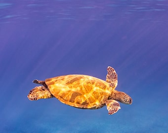 Turtle Reflection - Honu art digital print, Turtle art