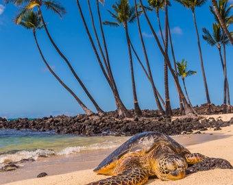 Sleeping Honu - Turtle Art, Turtle Wall Art, Hawaii Ocean Art, Beach Art, Beach Photography