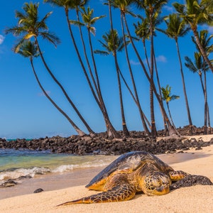 Sleeping Honu - Turtle Art, Turtle Wall Art, Hawaii Ocean Art, Beach Art, Beach Photography