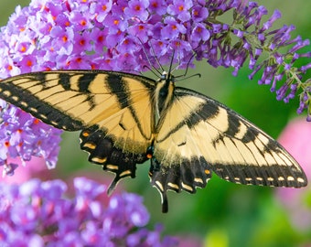 Swallowtail - Butterfly Wall Decor, Butterfly Metal Wall Art, Butterfly Lover Gifts, Butterfly Gifts, Yellow Swallowtail Butterfly