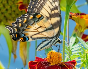 Yellow Swallowtail Butterfly in Marigolds - digital download, digital photo, wall art, photography, printable art, butterfly art, flower art