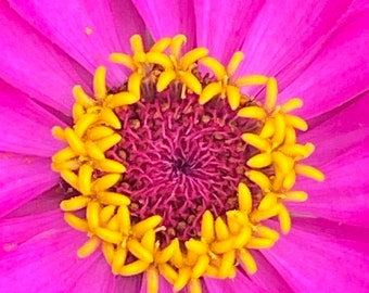 Pink Zinnia Closeup - Flower Photography, Flower Wall Art, Garden Art, Flower Wall Decor, Zinnia Artwork, Flower Wall Decor, Flower Decor