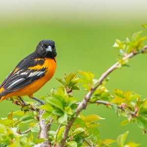 Baltimore Oriole - Bird Wall Decor, Bird Home Decor, Bird Metal Wall Art, Bird Lover Gift, Bird Gifts, Bird Decor, Birdwatching, digital