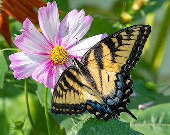 Yellow Swallowtail Butterfly on Pink Cosmo - digital download, digital photo, wall art, photography, printable art, butterfly