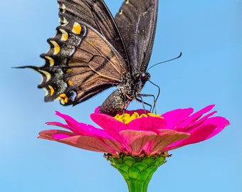 Pollinator - Butterfly Wall Decor, Butterfly Metal Wall Art, Butterfly Lover Gifts, Butterfly Gifts, Black Swallowtail Butterfly