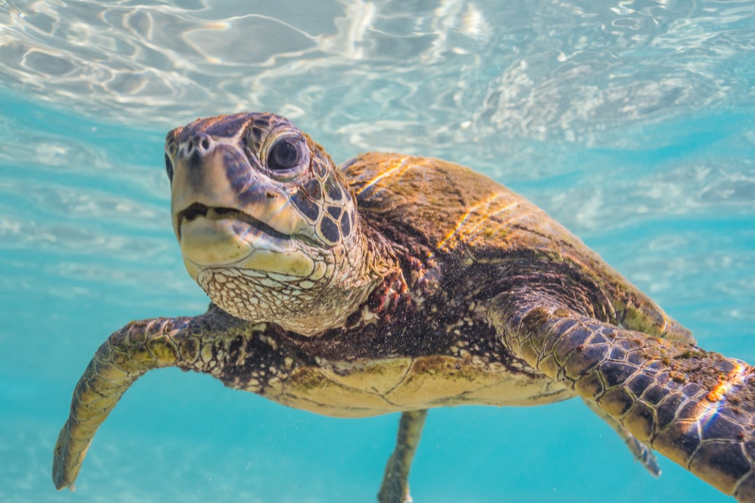 Baby Turtle Turtle Wall Decor, Hawaii Turtle, Turtle Home Decor, Turtle